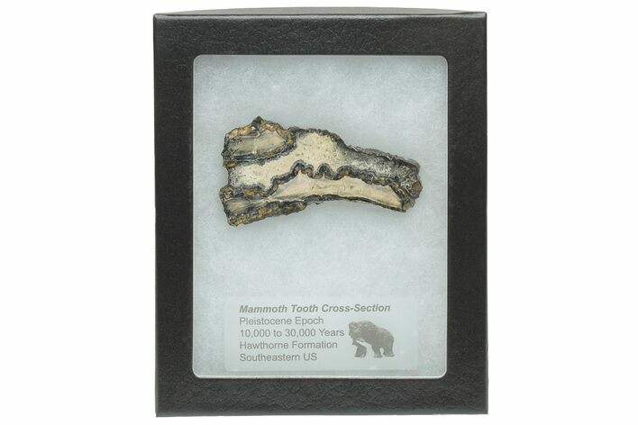 Mammoth Molar Slice with Case - South Carolina #217914